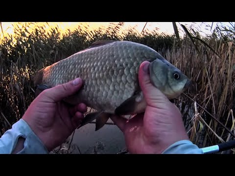 Видео: КИЛУШНЫЕ РЫБИНЫ в КАМЫШОВОМ ЛЕСУ!Караси как СВИНЬИ!РЫБАЛКА НА КАРАСЯ!