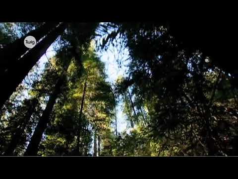 Видео: БИОАЛУАҢДЫЛЫҚ ДЕГЕНІМІЗ НЕ?