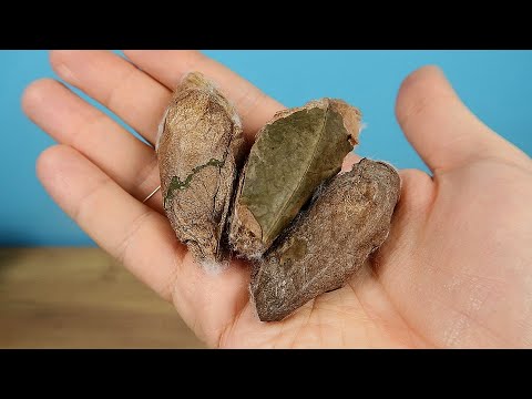 Видео: В этих коконах самые большие бабочки в Мире! Выращиваю Бабочек среди зимы!