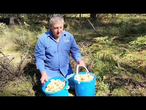 Видео: В лес за лисичками.