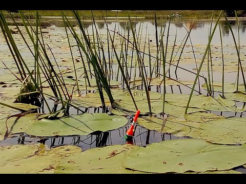 Видео: ЧУТЬ НЕ ПРОСПАЛ ! Дикий КАРАСЬ утаскивает ПОПЛАВОК !! Рыбалка в кувшинках.