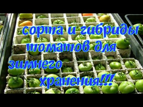 Видео: Сорта томатов для длительного хранения до 6 месяцев/Томат Жираф и томат Адонис F1