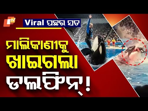 Видео: Правда о вирусном видео: Джессика Радклифф и косатка