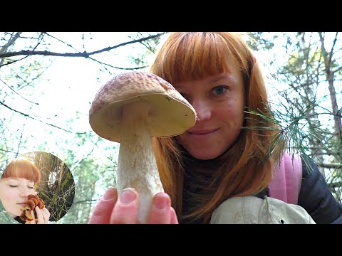 Видео: САМЫЕ ХОРОШИЕ и САМЫЕ КОВАРНЫЕ грибы осенью: белый гриб, масленок, мухомор красный и свинушка тонкая