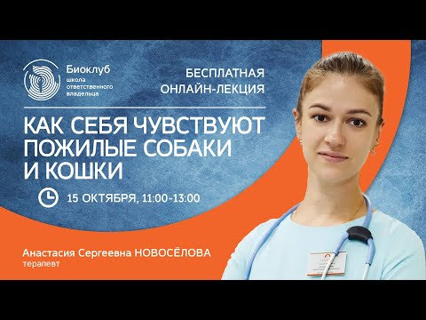 Видео: Как себя чувствуют пожилые собаки и кошки