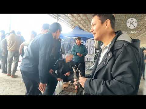 Видео: Ринок г Душанбе Рудаки Ленинский район падписатся барои пеш рави 20.04.25г