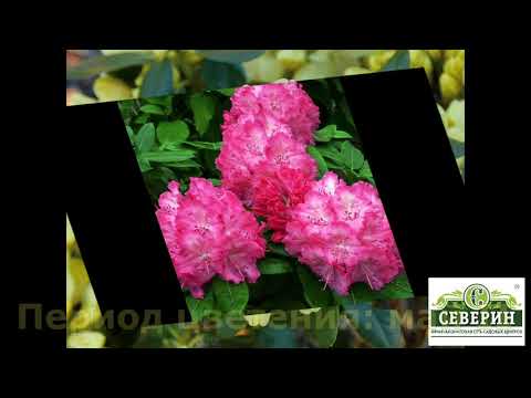 Видео: Морозостойкие  сорта  рододендронов финской селекции