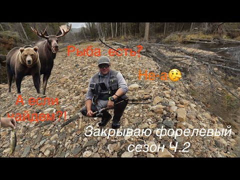 Видео: Ч2. Сезон закрыт?! Не думаю… #рыбалка #форель #fishing #fishing4seasons 