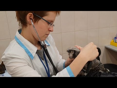 Видео: Осмотр совёнка Ивы у ветеринара. Очень много совиного негодования!