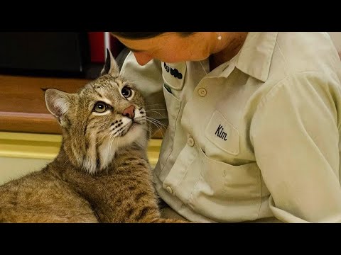 Видео: Спасенная рысь не смогла сдержать эмоций, когда ее обнял любимый человек.