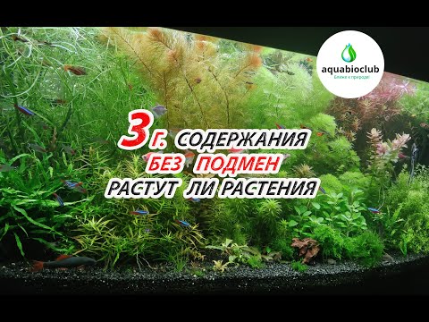 Видео: 3 г. содержания без подмен. Секрет аквариума без подмен! Растут ли растения? Как часто прополка?