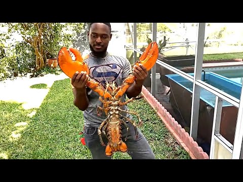 Видео: Лобстеры/Lobsters | Почему они такие дорогие ?