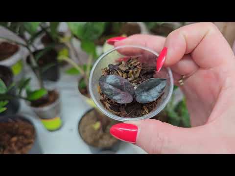 Видео: ЗАМИОКУЛЬКАС. РАСПРОДАЖА.