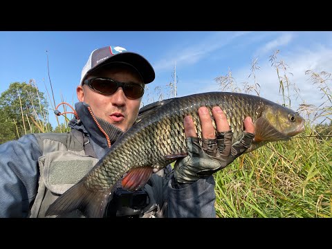 Видео: Трофейный голавль осени, снова Zipbaits B-Switcher творит чудеса.
