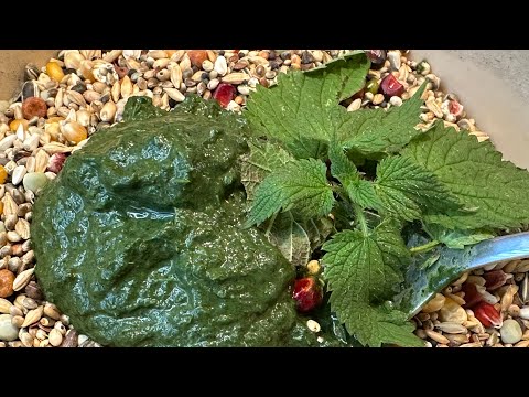 Видео: Один из самых главных секретов успеха!Голубиноводы.Крапива!