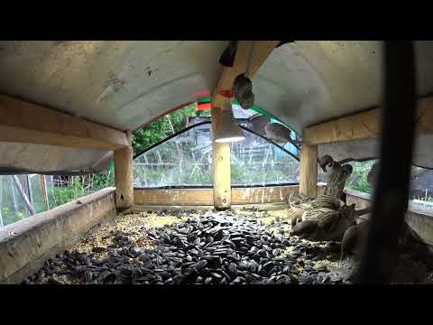 Видео: Последний день весны.