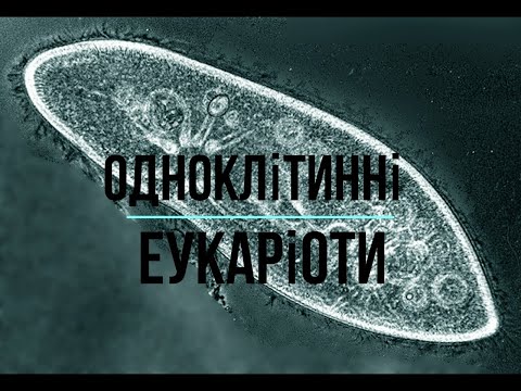 Видео: Одноклітинні еукаріоти / Будова, спосіб життя, приклади.