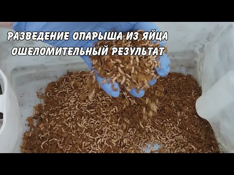 Видео: разведение опарыша в домашних условиях,  ошеломительный результат