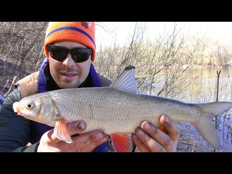 Видео: Навіщо Плітка, Коли Клюють Такі Підусти. Фідер на Десні 2025