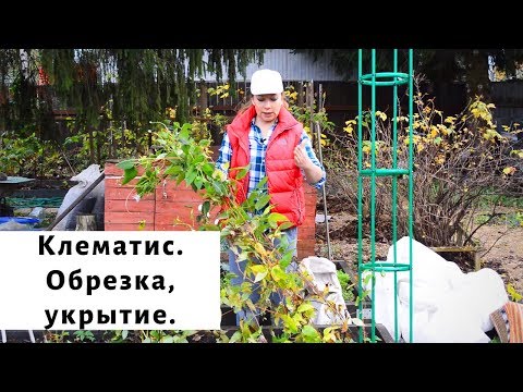 Видео: Как обрезать клематисы. Группы обрезки не нужны. Новый способ!