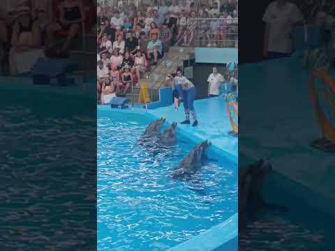Видео: Я в Сочи парке.В дельфинарии и в цирке.