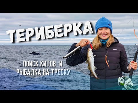 Видео: МОРЕ, КИТЫ И МЫ | Рыбалка в Баренцевом море | Прогулка в Териберке | Дегустация морских деликатесов
