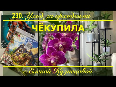 Видео: ЧЁКУПИЛА?! Орхидеи в домашних условиях - ДОРОГОЕ удовольствие