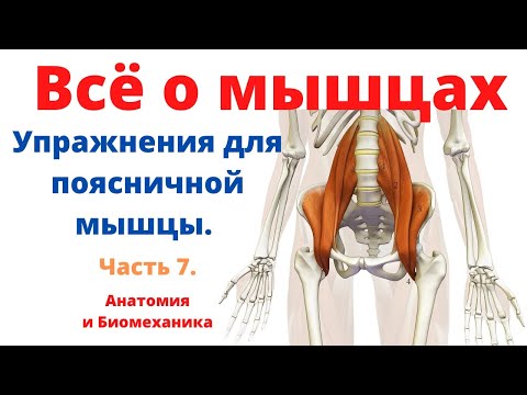 Видео: Всё о мышцах. Часть 7. Упражнения для подвздошно-поясничной мышцы.