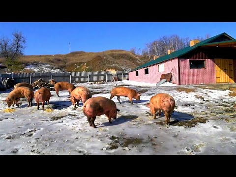 Видео: Генетика и порода залог успеха и быстрого роста, чем кормить свиноматок. грануляция и даром не надо.