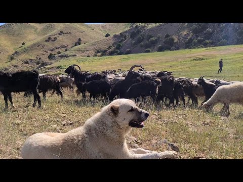 Видео: всё таки мы их нашли отарные собаки гор Нохур!