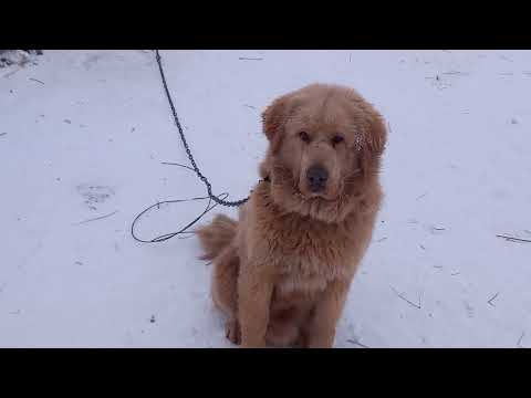 Видео: Крещенское утро в Бутукее.