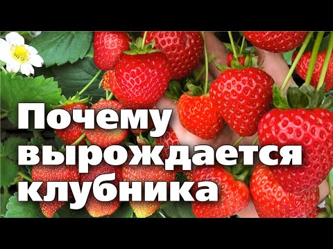 Видео: ВЫРОЖДЕНИЕ СОРТОВ КЛУБНИКИ. Истинные причины