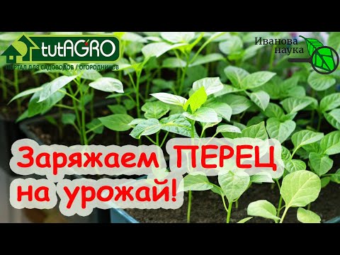 Видео: Сделайте ЭТО с ПЕРЦЕМ после прорастания семян! ОБЯЗАТЕЛЬНО! Будет большой урожай! Яровизация перца.