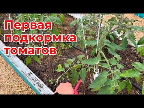 Видео: Даже слабые ТОМАТЫ вмиг пойдут в рост и цвет. Чем поливаю