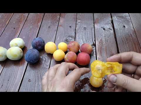 Видео: Обзор семи сортов слив. Моя дегустационная оценка сортам. Вырщено в Подмосковье.