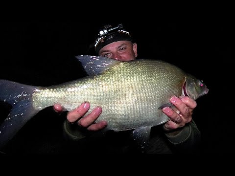 Видео: Рекордні Дніпрові Лящі клюють тільки у Ночі !!! Рибалка на Фідер !!!