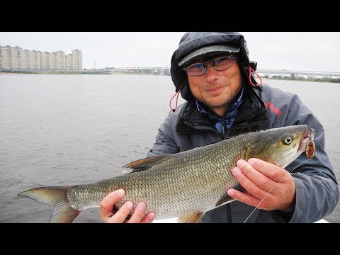 Видео: Жерех на Мещере
