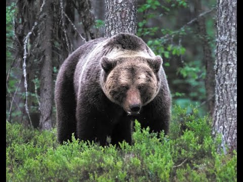 Видео: БОЛЬШАЯ ОХОТА на МЕДВЕДЯ!  Дальний ВОСТОК BEAR HUNT точный выстрел!