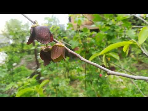 Видео: Азимина  - необычный способ опыления с помощью колбасы