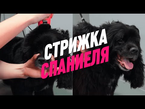 Видео: СТРИЖКА СПАНИЕЛЯ / ГРУМИНГ АМЕРИКАНСКОГО КОКЕР СПАНИЕЛЯ / GROOM SCHOOL