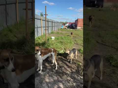 Видео: Новенький породистый пёсик Харди, спасенный из отлова. Приют ДРУГ ЖИВИ. г. ОМСК