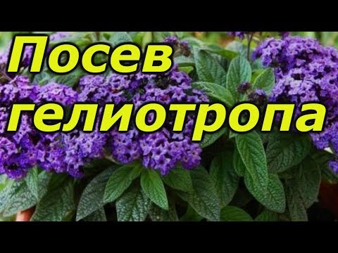 Видео: ГЕЛИОТРОП. НАДЁЖНЫЙ СПОСОБ ПОСЕВА СЕМЯН.