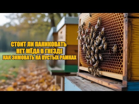 Видео: НЕТ МЁДА В ГНЕЗДЕ как ЗИМОВАТЬ НА ПУСТЫХ РАМКАХ И ПОМОЧЬ ПЧЁЛАМ ВО ВРЕМЯ ЗИМОВКИ БЕЗ ПОТЕРЬ 🐝🐝🍯