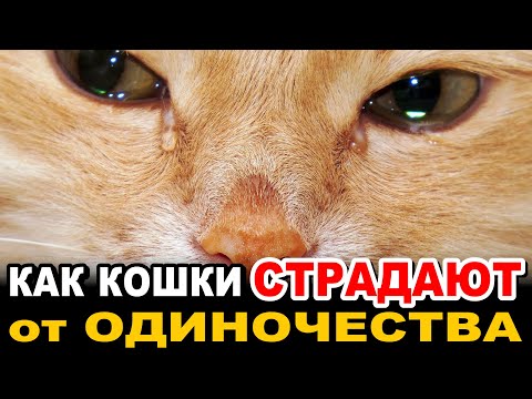 Видео: Как Кошки СТРАДАЮТ от ОДИНОЧЕСТВА. 8 Признаков, которые НЕЛЬЗЯ ИГНОРИРОВАТЬ