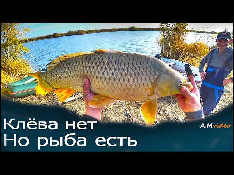 Видео: Клёва нет но рыба есть!. Рыбалка с Ночевкой на берегу реки Днестр (ответвление  Глубокий Турунчук )