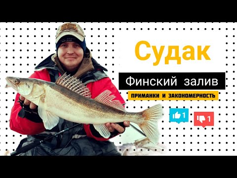 Видео: Судак Финский Залив .Приманки и закономерность