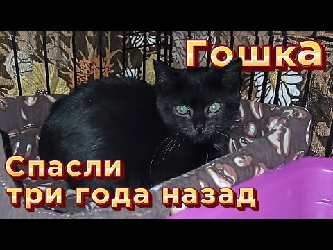 Видео: Гошка. Спасли три года назад. 