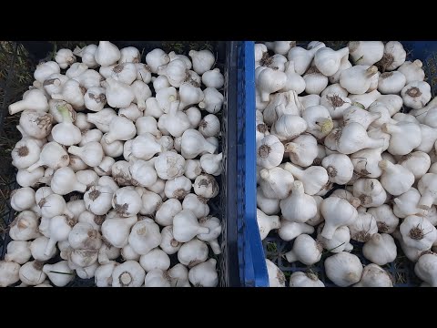 Видео: Продажа чеснока молодым, плюсы и минусы. Подготовка к продаже.