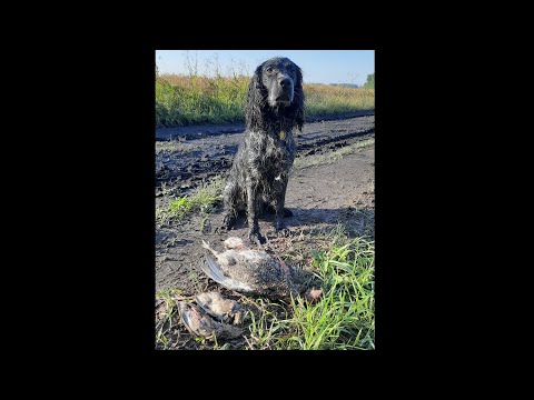 Видео: Первая охота с подружейной собакой//Охота на перепела и тетерева//Русский Охотничий Спаниель Бастион