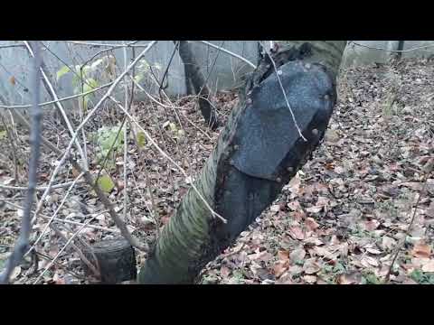 Видео: дупла деревьев через два года финал